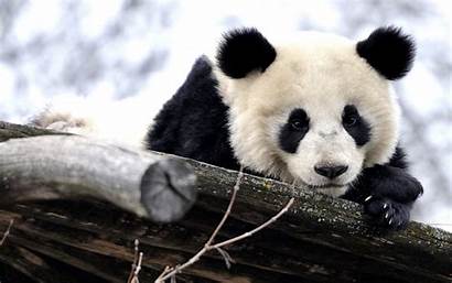 Panda Backgrounds Wallpapers Adorable Pixelstalk