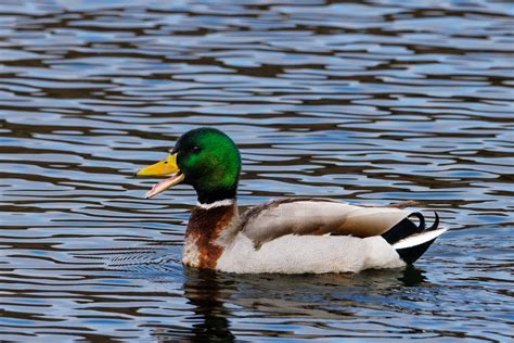 A Duck On The Water · Free Stock Photo