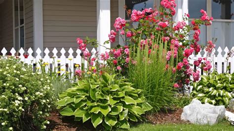 Yes You Can Grow Hostas And Roses Together