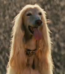 Marmaduke, the world's most lovable great dane, leaps from comic strip fame (appearing in six hundred newspapers in over twenty countries) to big screen stardom in this family comedy event. Afghan 1 Voice - Marmaduke (Movie) | Behind The Voice Actors