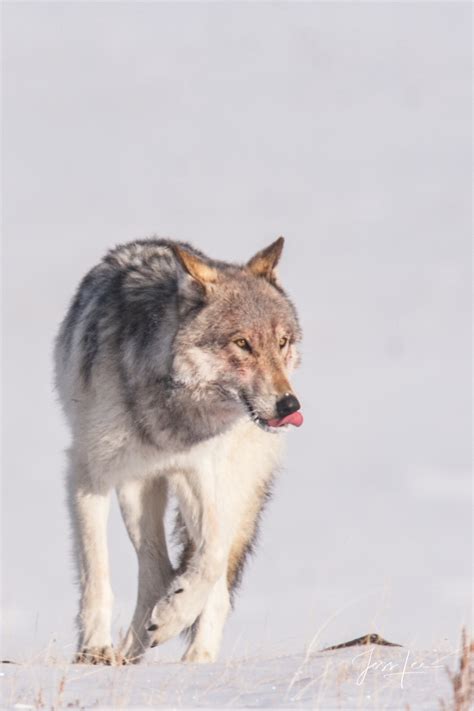 National Wildlife Magazine Cover Yellowstone Wolf Yellowstone