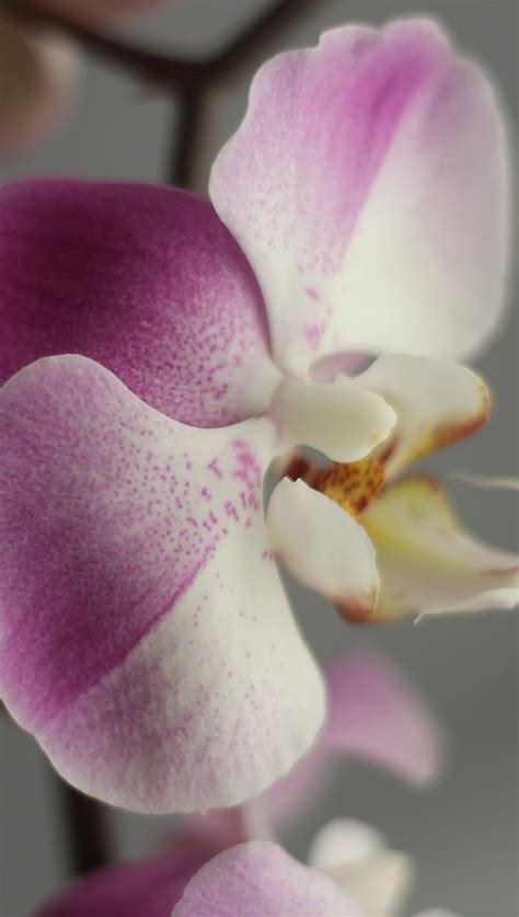 Orchid Bonito Flower Nature Pretty Purple White Hd Phone