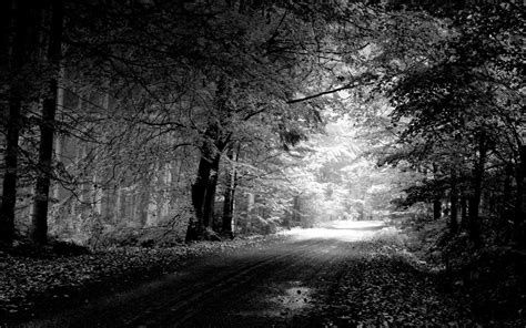 1920x1200 Photography Monochrome Forest Path Trees Dirt Road