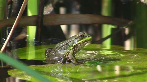 Honestly, the best thing about writing this story is i am very glad you are enjoying frog in the well, and that you liked the latest update! Frog in Pond On Water Stock Footage Video (100% Royalty ...