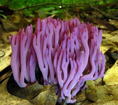 Violet Coral Fungus Stuffed Mushrooms Magical Mushrooms Beautiful