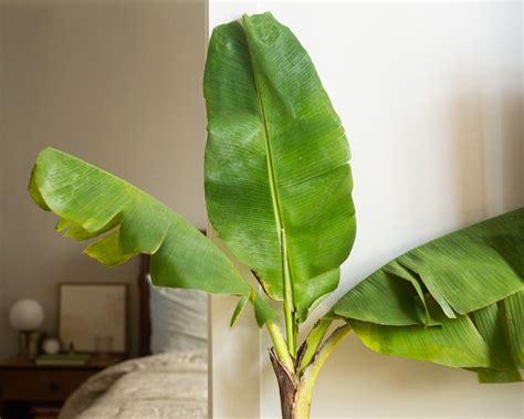 Banana Tree Plant Care And Growing Guide