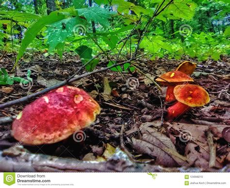 Wild Mushrooms In Oklahoma All Mushroom Info