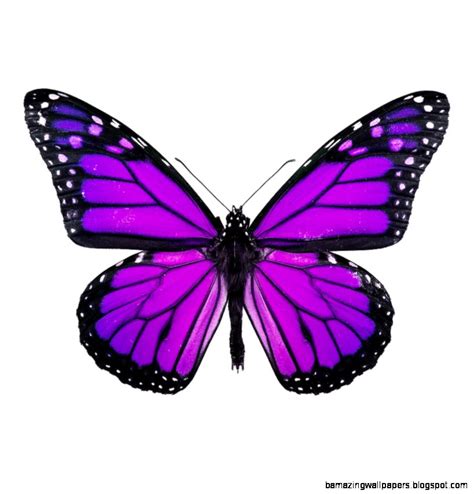 Purple Butterfly Images Amazing Wallpapers