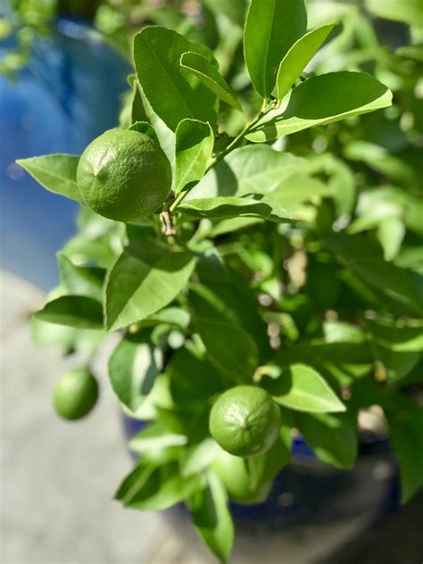 My Top Tips For Growing A Magnificent Meyer Lemon Tree Who Needs The