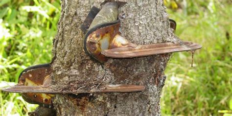 10 Crazy Trees That Will Swallow Anything That Gets In Their Way