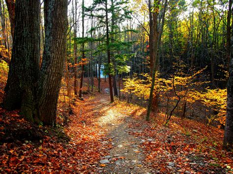 Path In Autumn Woods By Kellycdb On Deviantart
