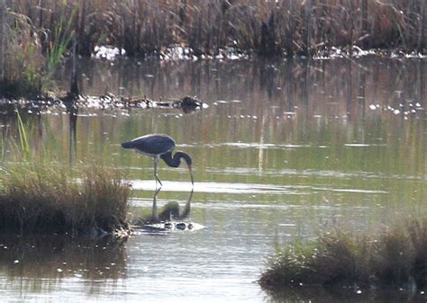 Bird Scarborough Marsh