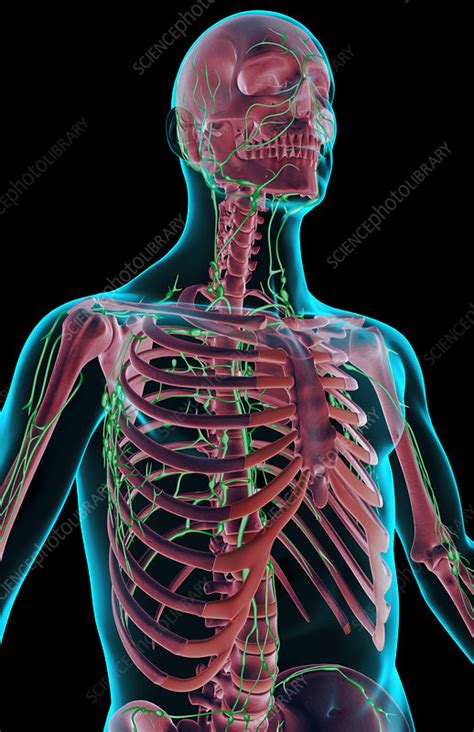 The Lymph Supply Of The Upper Body Stock Image F0016802 Science
