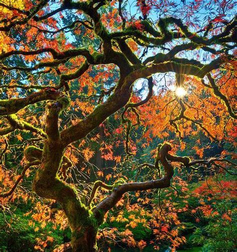 Plantzee Information On Japanese Maple