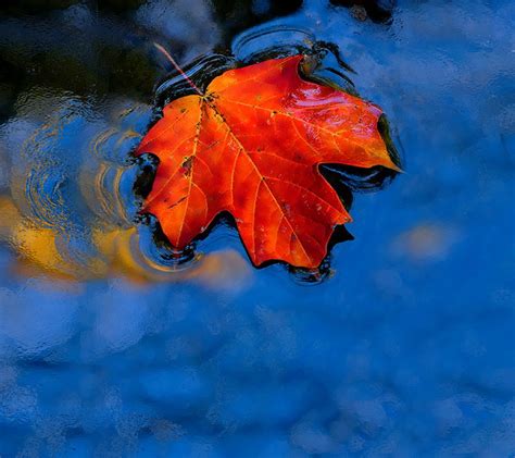 Photo Maple Leaf On Water In The Album Nature Wallpapers By Xsylus