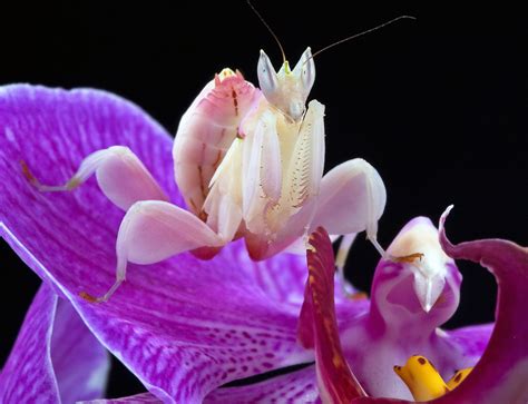 Orchid Mantis Praying Mantises Photo 6623546 Fanpop
