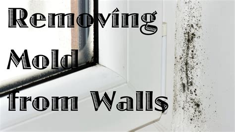 Here you may to know how to paint ceiling molding. Removing Mold from Walls - YouTube