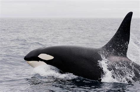 A Whale With Words Orca Mimics Human Speech