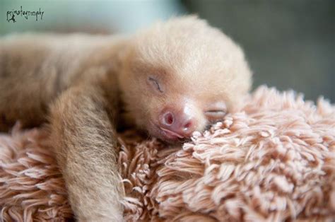 Baby Sloth Sleeping Cute Baby Sloths Baby Sloth Sloth Photos