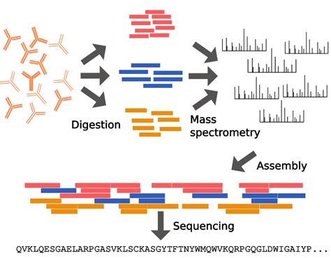 De Novo Antibody Sequencing Process Abterra Biosciences