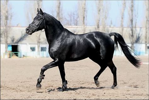 ukrainska verkhova ukrainian riding horse ukrainian breeds  zoons horses warmblood breeds
