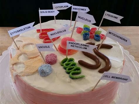 Animal Cell 3d Cake Edible Cell Project Edible Cell Cell Model