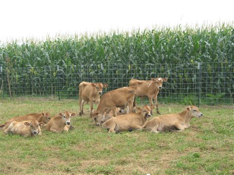 Some animals may look like carnivores or act like carnivores. Schoenborn Family Farms Photos - My Pet Carnivore
