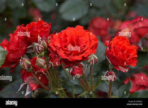City Of Belfast Scarlet Red Floribunda Roses Stock Photo Alamy