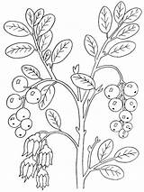 Coloring Cowberry Berries Fruits Recommended sketch template