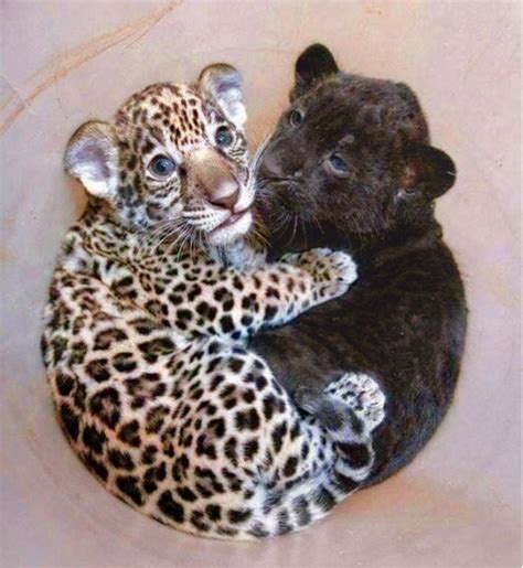 Adorable Baby Jaguars One Spotted One Black Curled Up Together