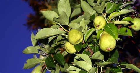 Go forth with confidence, tree detective! How to Identify Ornamental Pear Fruit Trees | eHow UK