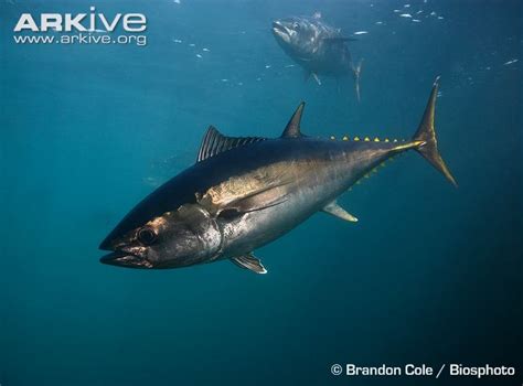 Overfishing Of Bluefin Tuna And Sharks Biology Bates College