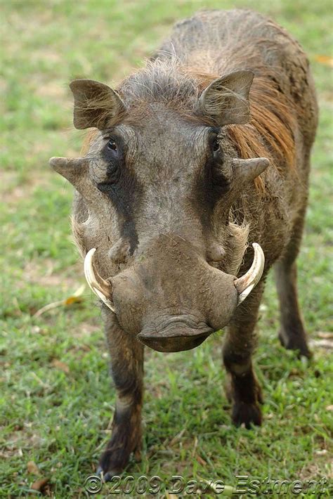 African Animals Animal Spotlight The Warthog Sebs