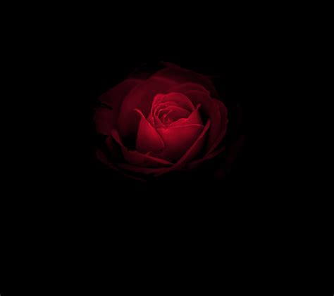 Dark Red Roses Wallpapers Top Free Dark Red Roses Backgrounds
