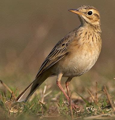 PENGGEMAR BURUNG DAN AYAM PACITAN: Beda Pipit dengan ...