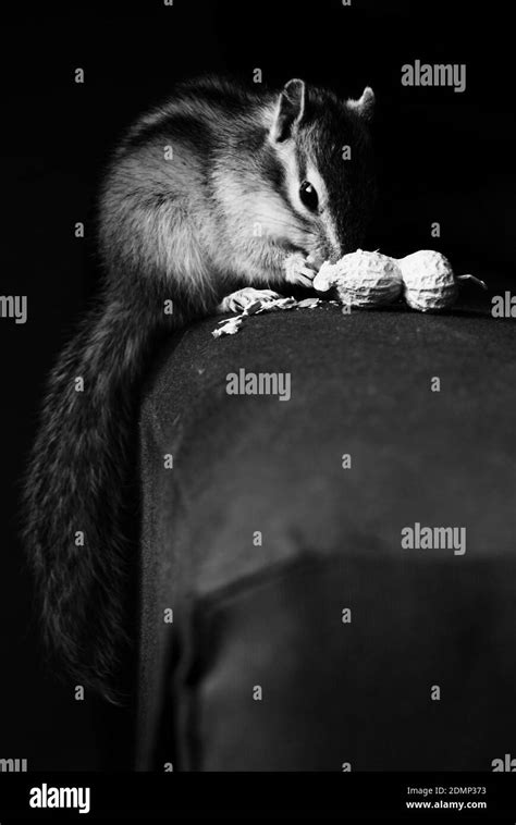 Chipmunk Background Black And White Stock Photos And Images Alamy