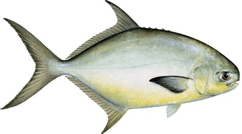 Florida Pompano Pompano Seafood Recommendation Seafood Watch