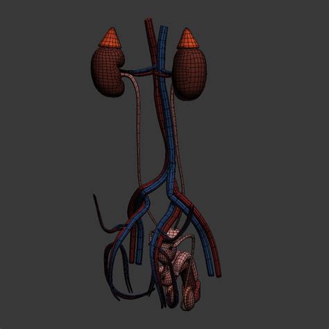 Male Urinary And Reproductive Systems 3d Model 19 Blend Xsi Ma Max Lxo Obj Lwo Fbx Dxf