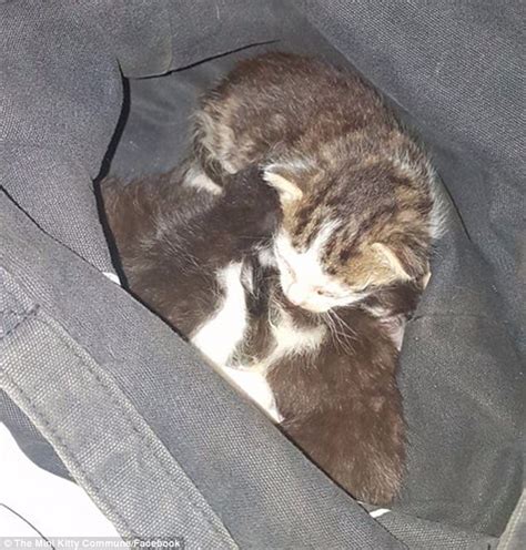 Kittens Found Dumped In Plastic Bag And Thrown On Tracks Daily Mail Online
