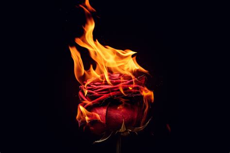 1000 Rose On Fire Pictures Download Free Images On Unsplash