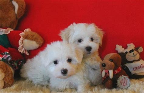 I am really impressed with how much my puppy learned and retained through the board and train program with vikki with sit happens was absolutely amazing with my three favorite pups. AKC Tiny Ticup Maltese Puppies Now Ready for Sale in Lafayette, Louisiana Classified ...
