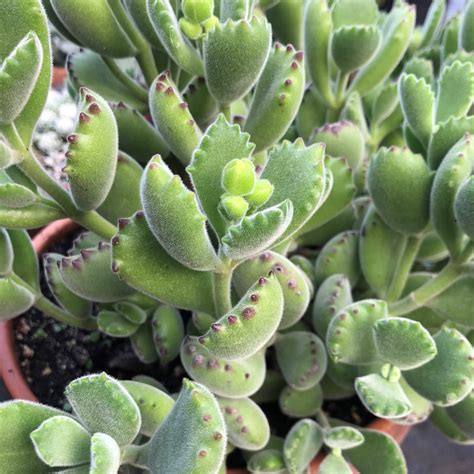 Cotyledon Tomentosa Bears Paw Succulent 2 Pot Little Prince To Go
