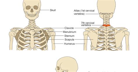 The muscles of the neck anatomical chart shows in beautiful detail the many anterior, posterior, inferior and lateral views of every muscle that makes up the matrix of support for. Jeff Searle: The head on the neck and shoulders