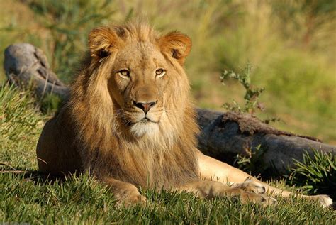 Lion The Biggest Animals Kingdom
