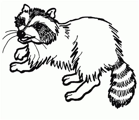20 Free Printable Raccoon Coloring Pages