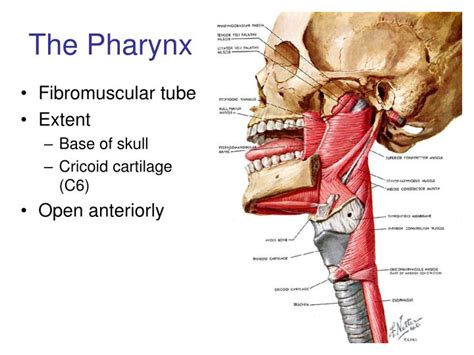 Ppt The Pharynx Powerpoint Presentation Free Download Id6306022