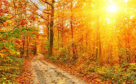 Path Fall Autumn Foliage Sunlight Rustic Wallpaper 2560x1600 524338
