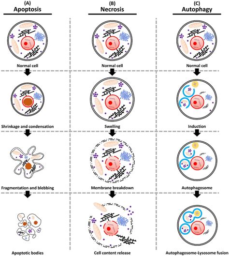 Schematic Representation Of The Three Major Pathways Of Cell Death