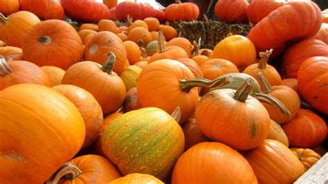 pumpkin, Patch, Halloween, Autumn Wallpapers HD / Desktop and Mobile Backgrounds