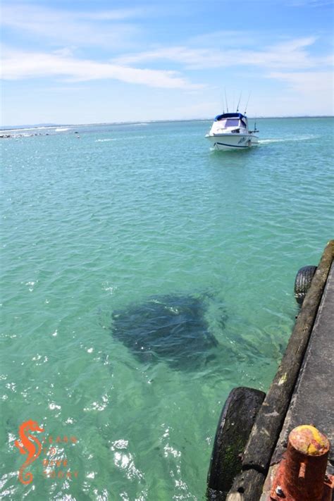 Displayed here are job ads that match your query. The stingrays at Struisbaai harbour - Learn to Dive Today Blog